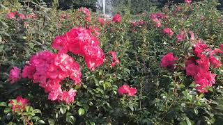 RED ROSES CHICAGO BOTANIC GARDEN