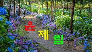 치유의숲 윤제림 수국