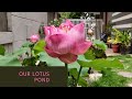 Suma’s Garden | Our lotus pond