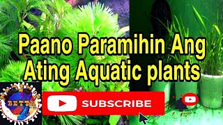 Paano Paramihin Ang Ating Aquatic Plants/Sagittaria \u0026cabomba(REPOTTING)#aquaticplants