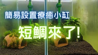 從頭開始, 設置二個短鯛缸 feat. 藍體超紅尾 泰菲阿卡西