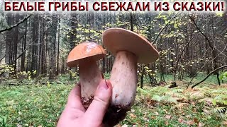 ❗БЕЛЫЕ ГРИБЫ СБЕЖАЛИ ИЗ СКАЗКИ! #shorts #грибы #белыегрибы #природа #лес #россия