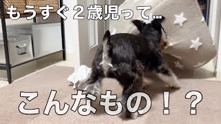 【一人暮らしの多頭飼い】そろそろ大人になった怪獣パピーの成長をお届けしたいんだけど…