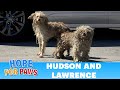 Two homeless dogs, one of them missing HALF of his leg! #dog #story