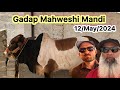 Gadap Maweshi Mandi Rates Update 😍 | 12-May-2024 || Heavy Bulls || Cow Mandi 2024