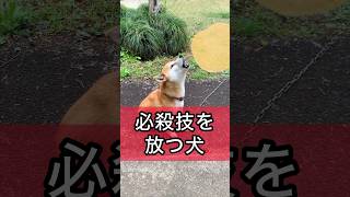 柴犬コロ 必殺技を放つ犬がやばい😂 #柴犬コロ #おもしろ #衝撃 #必殺技 #やばい #爆笑 #shibainu #funny