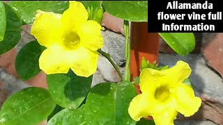 181.How to grow and care qAllamanda flowers vine best summer tipe