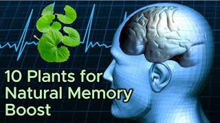 Boost Your Memory Naturally: 10 Powerful Plants Backed by Science