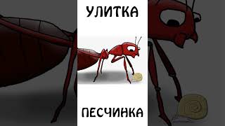 Как вам самая маленькая улитка-песчинка ?  #каквам #улитка #сэмонелла #иф #шортс #животные