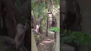 （盪鞦韆）高雄柴山，小獼猴兒的兒童樂園。