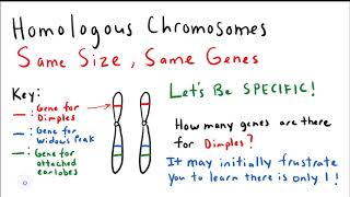 Beyond the Vocabulary: Homologous Chromosomes