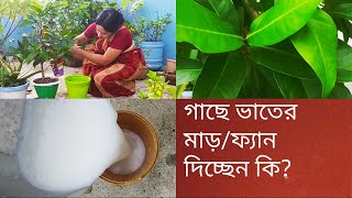 কিভাবে গাছে ভাতের মাড় ‌🔥 দিলে কি হয়, দেখুন এই ভিডিওতে | Rice starch For Plant