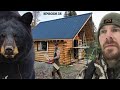 Log Cabin Build on Off-Grid Homestead |EP35| BEAR IN CAMP