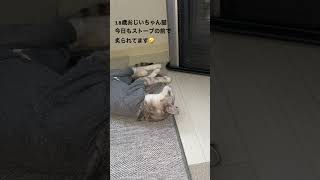 #18歳おじいちゃん猫#猫のいる暮らし#ねこ動画#猫#猫動画#ねこ#高齢猫#サバトラ猫#老猫#cat