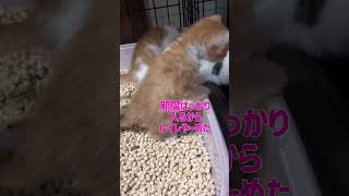 【美貌の三毛猫シシィちゃんと4/23生まれの子猫たち】 トイレひとりでできるもん　オスカル編　#保護猫 #里親募集中 #子猫