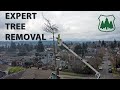 Expert Tree Removal: Safely Removing 4 Beetle-Infested Pines in One Day!