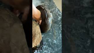 Anaconda Takes Down Giant Pig! #snake