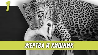 Жертва и хищник | Образ хищника | Дмитрий Вашешников