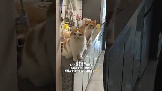 终于理解 为什么孩子能拴住妈了凉 记录猫咪日常 养猫的应该都懂吧