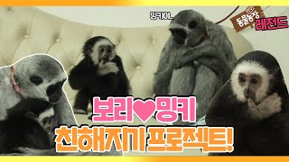 [TV 동물농장 레전드] ‘긴팔원숭이 보리, 새로운 가족이 생기다!’ 풀버전 다시보기 I TV동물농장 (Animal Farm) | SBS Story