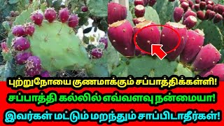 புற்றுநோயை குணமாக்கும் சப்பாத்திக்கள்ளி ! சப்பாத்தி கல்லில் எவ்வளவு நன்மையா ?