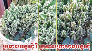 ប្រទាលអង្គរជុំ រឺ ប្រទាលប្រាសាទអង្គរជុំ-​ Nou Sinoun