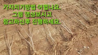 엄나무 가지치기 여러가지 실전 설명 영상교육 상품되는 올바른 가지들 많이 만들기로 귀농귀촌 임업 농업 성공하기 귀산노하우  퇴직준비 귀농성공 약용수 산채 산야초 약초 키우기 노하우