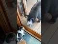 cat vs critter😎 cat pets funny animals cute fyp dog funnyvideo