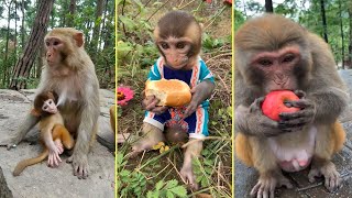 The Best of Monkey Eating Videos - A Funny Monkeys Compilation Ep79