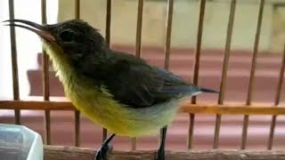 Konin Kolibri Ninja Ijoan Sudah Ngobra Teler