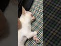 寝顔可愛すぎて　 shortvideo pet 犬 癒し shorts