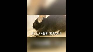 チンチラ飼ったことない人99%が知らない飼い主が本気で困る行動