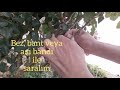 gül göz aşısı tree grafting