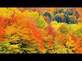 October Golden Autumn, Beautiful Relaxing Music, Peaceful Soothing Instrumental Music, by Tim Janis