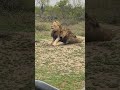 lion brothers rough and tumble