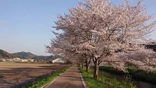 【鳥羽川・満開の桜】　岐阜県山県市　2023年3月31日（土）