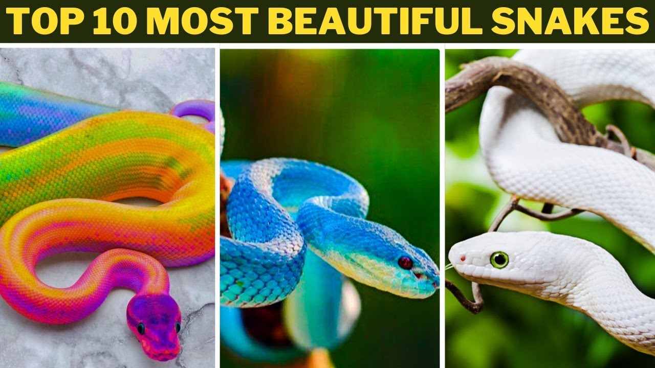 TOP 10 MOST BEAUTIFUL SNAKES IN THE WORLD. - YouTube