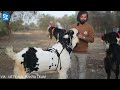 kota breed information india ki sabse popular goat breed