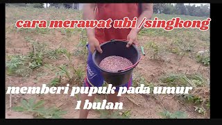 cara merawat ubi/singkong agar tumbuh subur@pak Sam guru desa