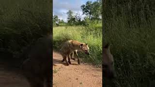 Aslan tarafından ısırıldıktan sonra felç geçiren sırtlanın hayatına iki ayak üstünde devam etmesi