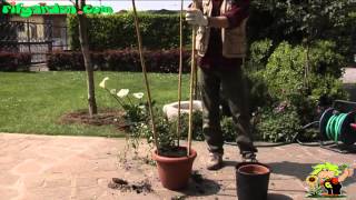 Growing potted climbing plants