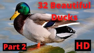 32 Most Beautiful Ducks You Will Ever See Beautiful Ducks | The Most Beautiful Ducks in The World