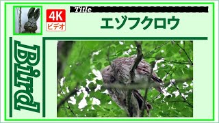 【4Ｋ】エゾフクロウ　～カップルです～　20240612　Bird　野鳥