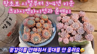 왕초보 시절부터 3~4년 키운 크라시엔라이언과 룬데리 분갈이해요🌸 묵으니까 너무 예쁨예쁨🌸