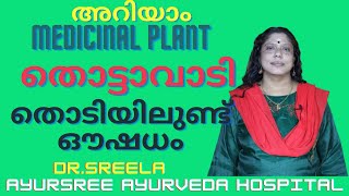 തൊട്ടാവാടി -തൊടിയിലുണ്ട് ഔഷധം-Dr.Sreela, Ayursree Ayurveda Hospital.