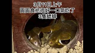 瘤尾守宮的第一次 入洞房（限）