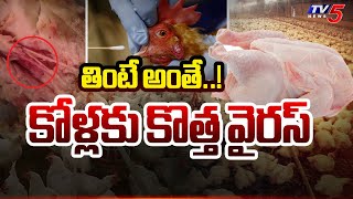 Special Report : కోళ్లకు కొత్త వైరస్ | Virus in chickens At Khammam | TV5 News