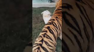 Troll face edit 👿😨 || Tigers  # shorts # viral # earth expeditions