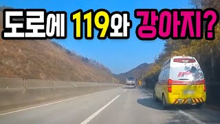 8402회. 도로에 119가 왜? 그리고 목줄 있는 강아지가?