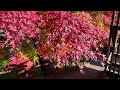 japanese autumn colors in nihonmatsu castle ruins